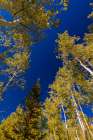 With Fall coming, an aspen grove slowly goes from green to yellow leaves. Art Print